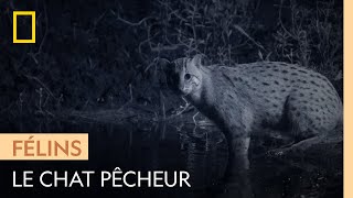 L'insaisissable chat pêcheur, le chat qui adore l'eau