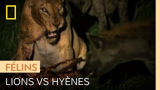 Lions et hyènes se disputent une carcasse de gnou
