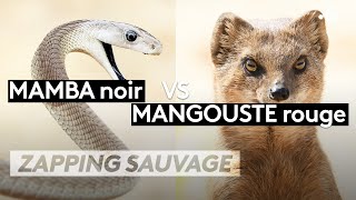 Mamba noir VS Mangouste rouge