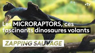 Documentaire Microraptor : ce fascinant dinosaure volant
