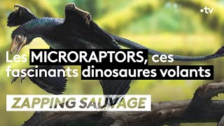 Microraptor : ce fascinant dinosaure volant