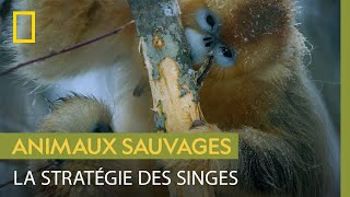 Documentaire Mignon : ces rhinopithèques se blottissent les uns contre les autres pour survivre dans le froid