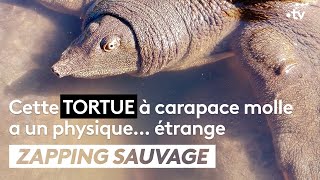 N'ayez pas l'esprit mal tourné en voyant cette tortue
