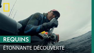 Documentaire Plongée dans les profondeurs pour découvrir les secrets du requin-bouledogue