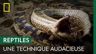 Pour survivre à l'attaque d'un lynx, ce serpent... fait le mort