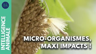 Pourquoi les bactéries présentes dans l’air sont-elles si vitales pour nous ?
