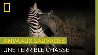 Documentaire Première chasse chaotique d’une jeune hyène