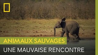 Quand deux troupeaux d'éléphants se rencontrent, la panique s'installe