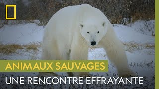 Documentaire Que faire face à un ours polaire, plus redoutable prédateur de l’Arctique ?