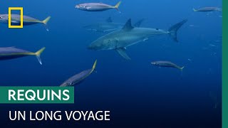 Quel requin a la plus grande migration ?