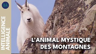 Rencontre dans les hauteurs : la chèvre des montagnes