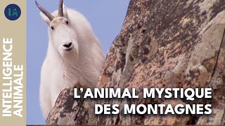 Documentaire Rencontre dans les hauteurs : la chèvre des montagnes