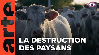 Documentaire Sacrifice paysan | La vie en face