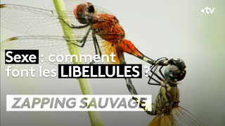 Sexe : comment font les libellules ?