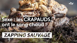 Documentaire Sexe : les crapauds ont le sang chaud !