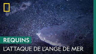 Terré dans le sable, cet ange de mer attend le meilleur moment pour attaquer