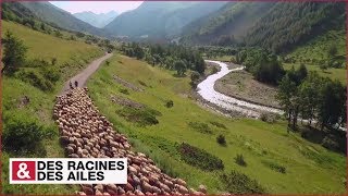 Transhumance dans les Alpes