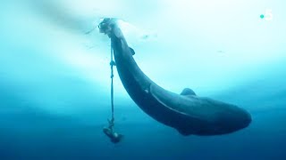 Un Inuit pêche un requin énorme à la ligne !