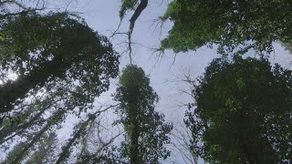 Documentaire Un arbre, ça pense énormément ?