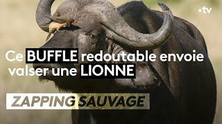 Un buffle redoutable envoie valser une lionne