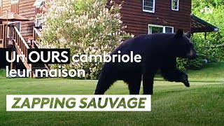 Un ours cambriole leur maison