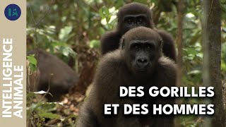 Documentaire Un sanctuaire pour les gorilles orphelins du Gabon