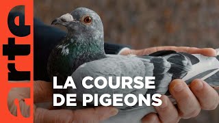Documentaire Une course, des pigeons et des millions