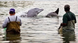 Une entraide incroyable entre pêcheurs et dauphins !