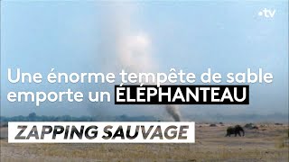 Une tempête de sable emporte un éléphanteau