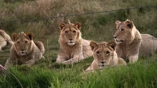 Documentaire Une usine à lions