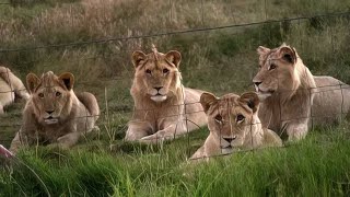 Une usine à lions