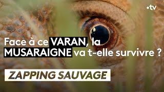 Varan VS musaraigne