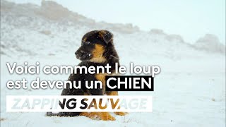 Voici comment le loup sauvage est devenu un chien