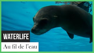 Waterlife: au fil de l'eau
