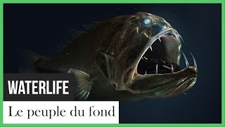 Documentaire Waterlife: le peuple du fond – La vie de l’eau