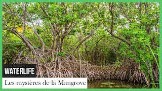 Documentaire Waterlife: les mystères de la Mangrove