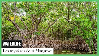 Waterlife: les mystères de la Mangrove