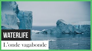 Documentaire Waterlife: l’onde vagabonde
