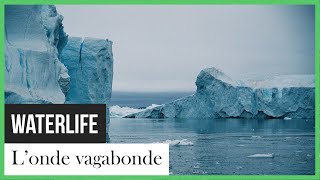Waterlife: l’onde vagabonde