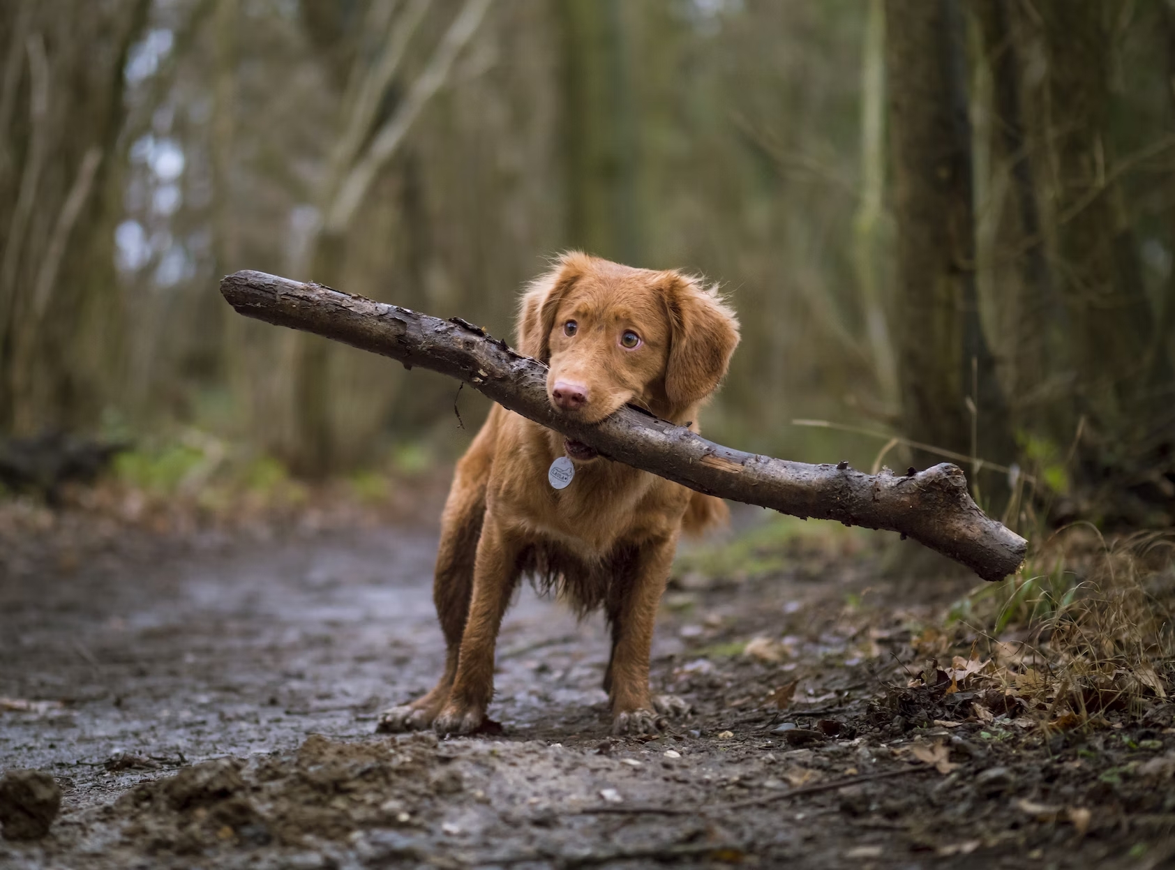 Les jouets pour chien destructeur, quel type de jouet choisir ?