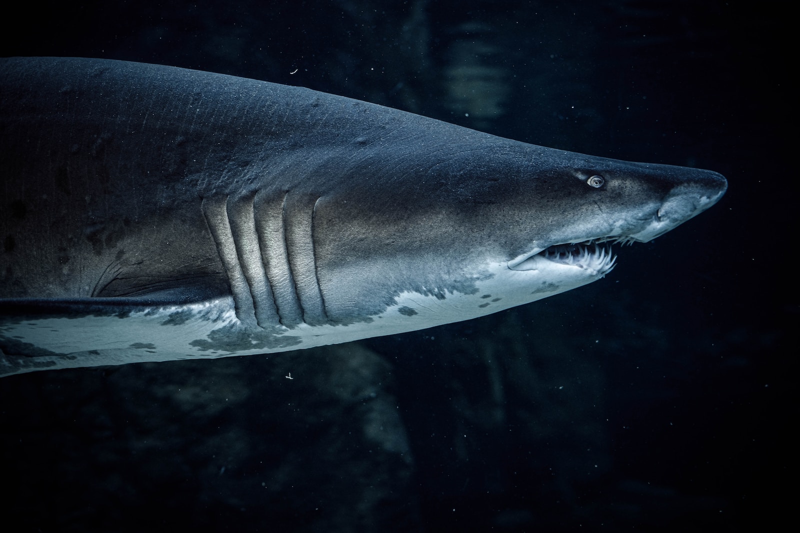 Requins : science et mythe