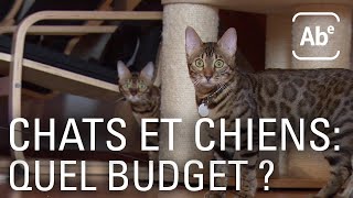 Documentaire Animaux de compagnie : combien chat coûte ?