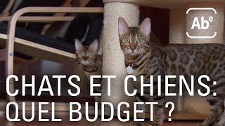 Animaux de compagnie : combien chat coûte ?