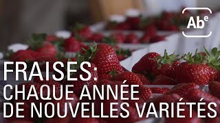 Documentaire Fraises : de nouvelles variétés chaque année