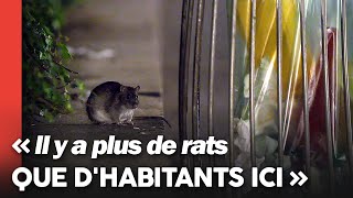 Documentaire À Paris, l’invasion de rats inquiète les habitants des quartiers infestés
