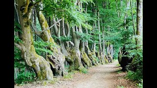 Allier - Les mystérieux hêtres du Mt de la Madeleine