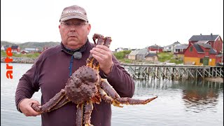 L'invasion du crabe royal