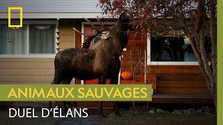 Affrontement d'élans en plein milieu d'un quartier résidentiel