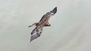 Aigle VS agneau VS gypaète
