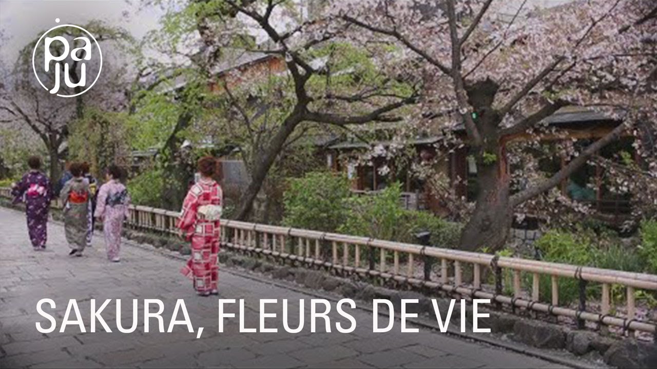 Documentaire Au Japon,  cet arbre est synonyme de renaissance, de vie et d’espoir